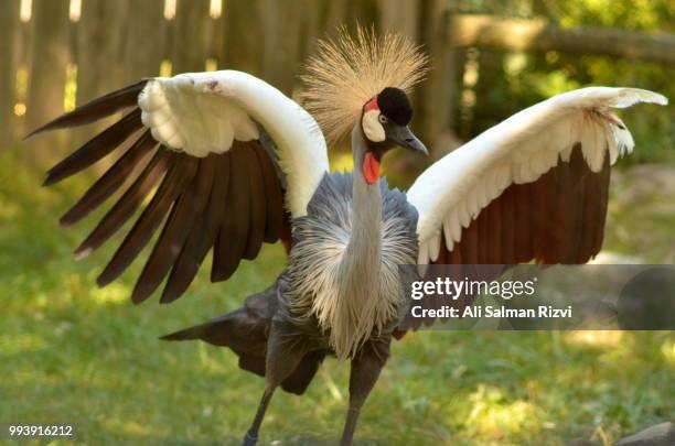 250 Ali A Rizvi Stock Photos, High-Res Pictures, and Images - Getty Images