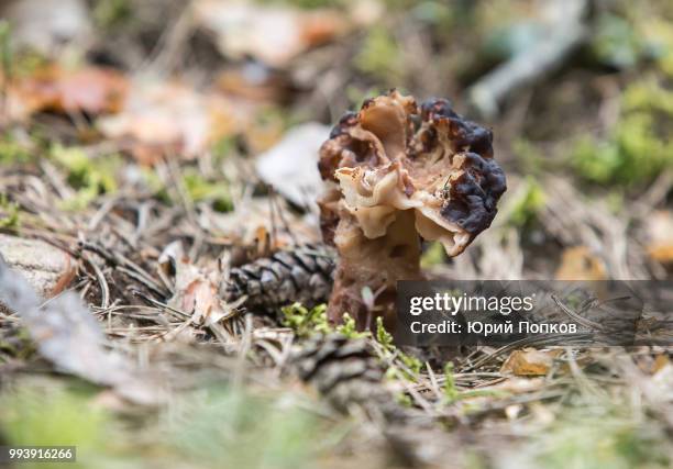 morel mushroom - ascomycete stock pictures, royalty-free photos & images