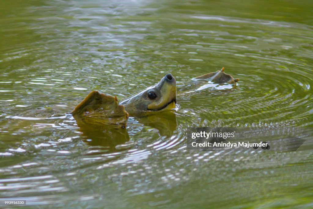 Northern River Terrapin