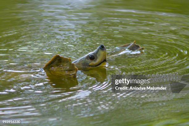 northern river terrapin - terrapin stock pictures, royalty-free photos & images