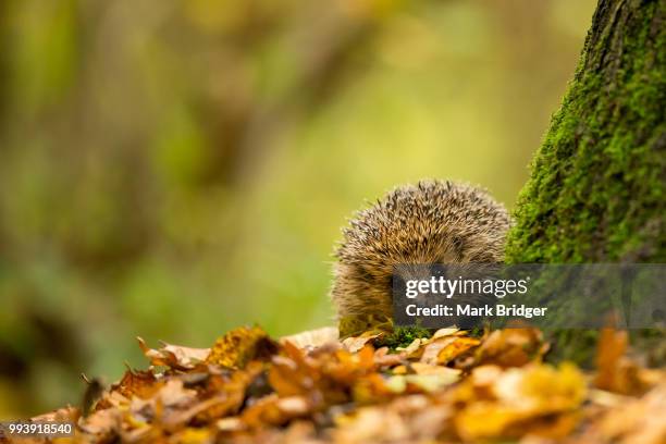 little prickles... - hedgehog stock pictures, royalty-free photos & images