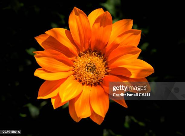 gazanya  (gazania flower) - gazania stock pictures, royalty-free photos & images