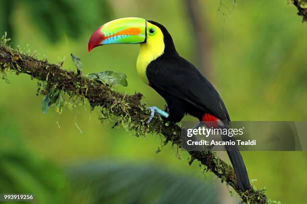 keel-billed toucan - keel billed toucan stock pictures, royalty-free photos & images
