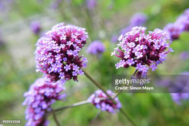close up purple flower - spreading mayo stock pictures, royalty-free photos & images