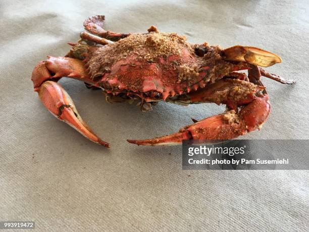 cooked, single cooked chesapeake bay crab - butcher paper foto e immagini stock