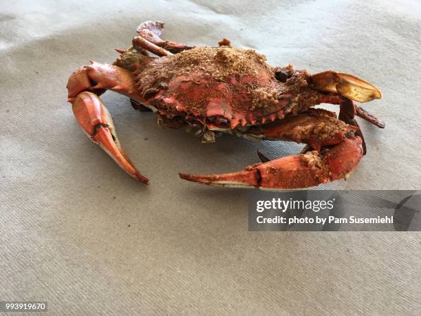 cooked, single cooked chesapeake bay crab - butcher paper foto e immagini stock