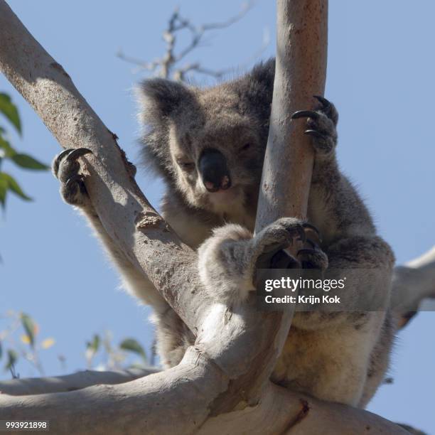 koala - kok stock pictures, royalty-free photos & images