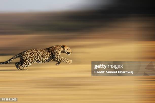 photo by: suneet bhardwaj - cheetah running stock-fotos und bilder