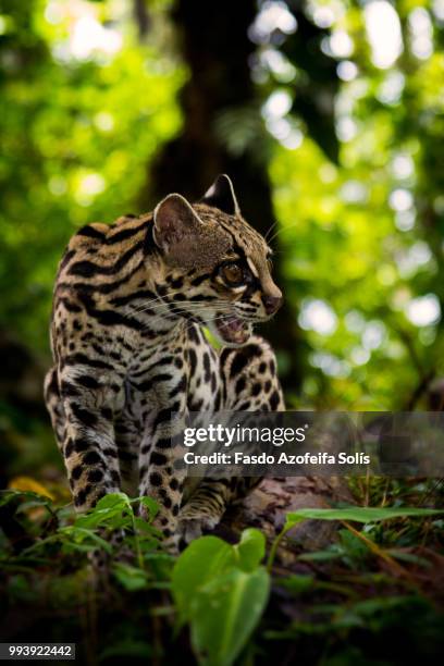 margay - margay stock pictures, royalty-free photos & images