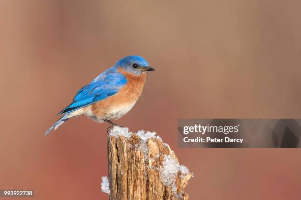 eastern bluebird - eastern bluebird stock-fotos und bilder