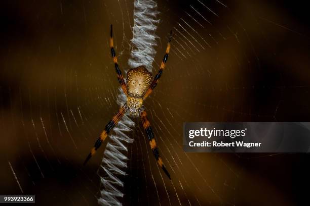 arachnozip - arachnophobia stock pictures, royalty-free photos & images