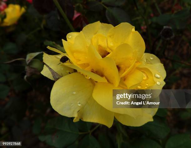 spring rain - amour photos stock pictures, royalty-free photos & images