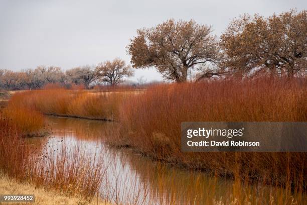 bosque reeds - bosque stock pictures, royalty-free photos & images