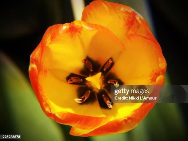 joy's tulip - amour photos stock pictures, royalty-free photos & images