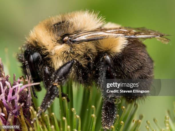 Facebook Profile With Insect Profile Insect Photos and Premium High Res Pictures - Getty Images