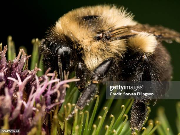 Insects Profile Profile Insect Photos and Premium High Res Pictures - Getty Images