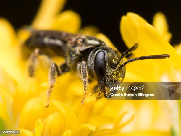 dark sweat bee  extracts pollen from a yellow flower - dark botanical fauna stockfoto's en -beelden