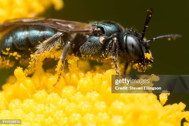 profile view of dark green metallic sweat bee on yellow flower - dark botanical fauna stockfoto's en -beelden
