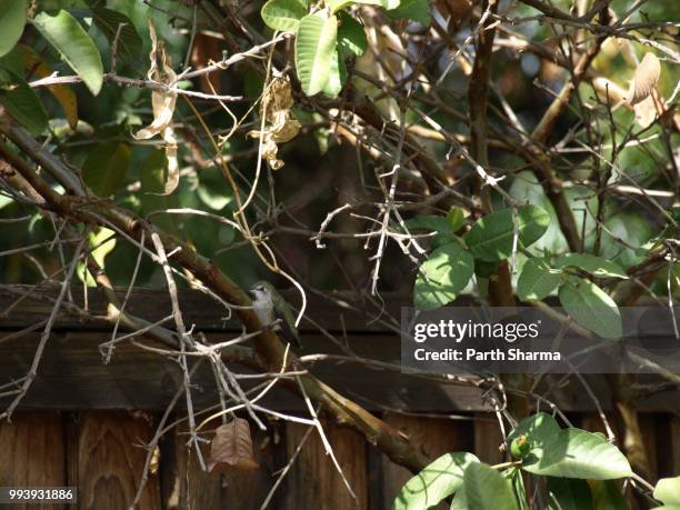 can you spot the humming bird? - humming stock pictures, royalty-free photos & images