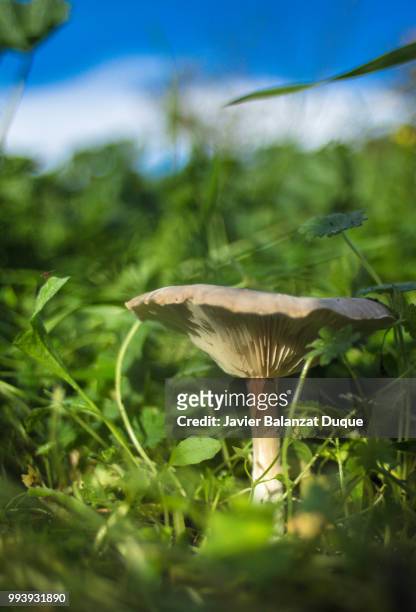 mushroom - duque stock-fotos und bilder