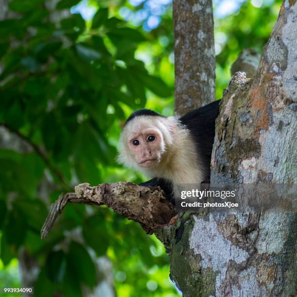 Capuchin Blocks 213 Capuchin Square Stock Photos, High-Res Pictures, and Images - Getty ...