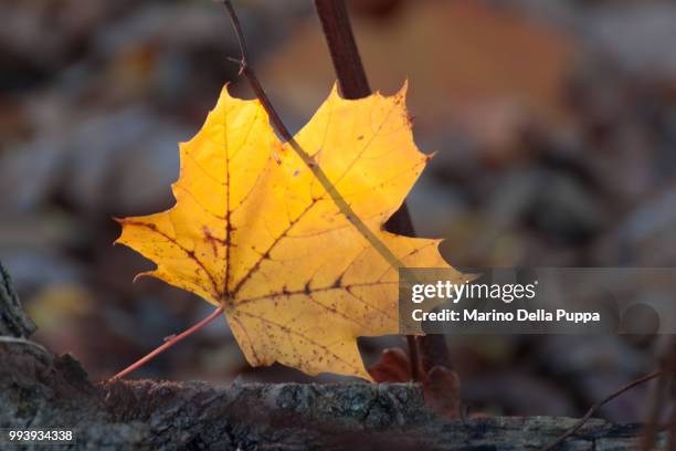 fall - marino stock pictures, royalty-free photos & images