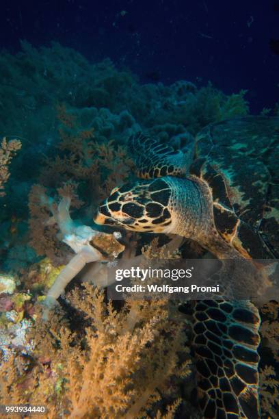 munching on soft corals - hawksbill turtle stock pictures, royalty-free photos & images