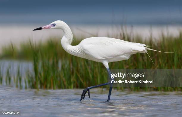 white morph - little egret (egretta garzetta) stock pictures, royalty-free photos & images
