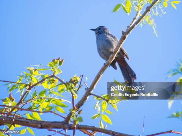 gray catbird / moqueur chat - gray catbird stock pictures, royalty-free photos & images