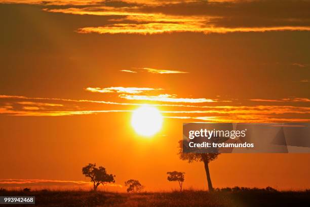 amanecer en masa mara national park - masa stock pictures, royalty-free photos & images