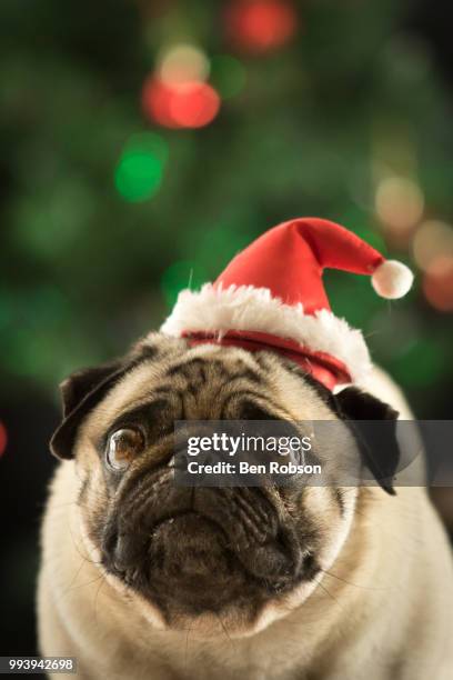 merry pugmas! - christmas dogs stock pictures, royalty-free photos & images