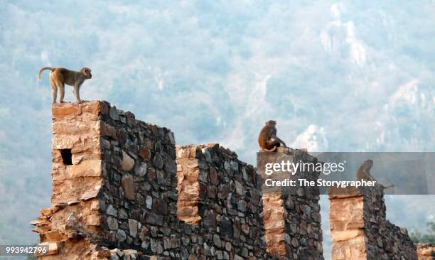 wild bhangarh - indian fort stock pictures, royalty-free photos & images