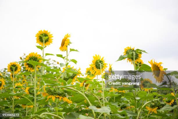sunflowers - yangyang stock pictures, royalty-free photos & images