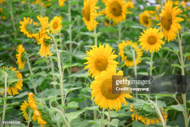 sunflowers - yangyang stock pictures, royalty-free photos & images