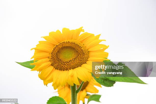 sunflowers - yangyang stock pictures, royalty-free photos & images