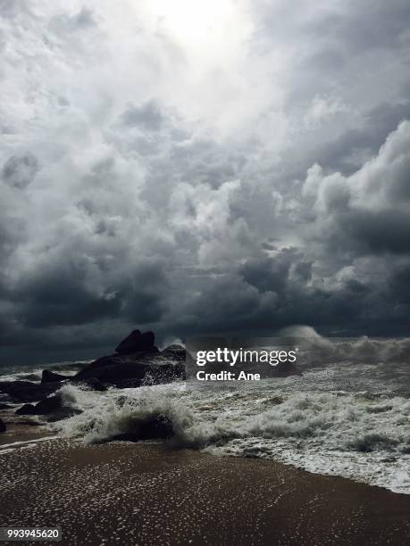 wild nature sri lanka - ane stock pictures, royalty-free photos & images