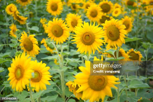 sunflowers - yangyang stock pictures, royalty-free photos & images