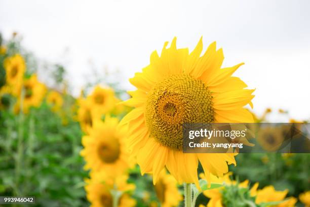 sunflowers - yangyang stock pictures, royalty-free photos & images