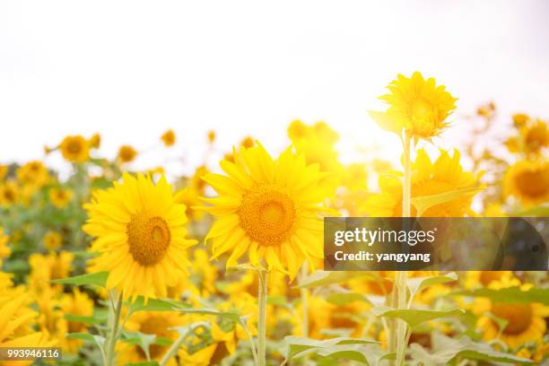 sunflowers - yangyang stock pictures, royalty-free photos & images