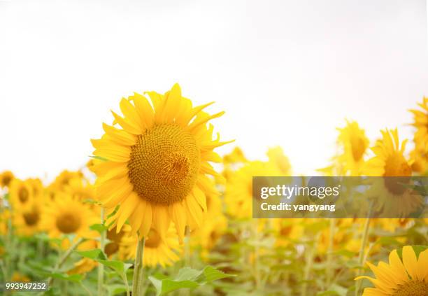 sunflowers - yangyang stock pictures, royalty-free photos & images