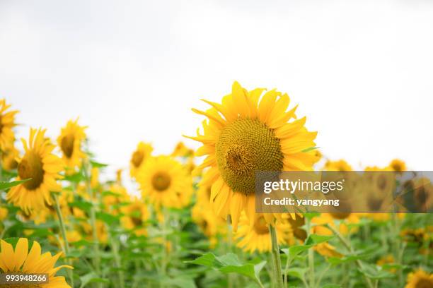 sunflowers - yangyang stock pictures, royalty-free photos & images