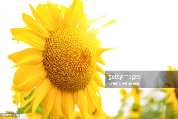 sunflowers - yangyang stock pictures, royalty-free photos & images