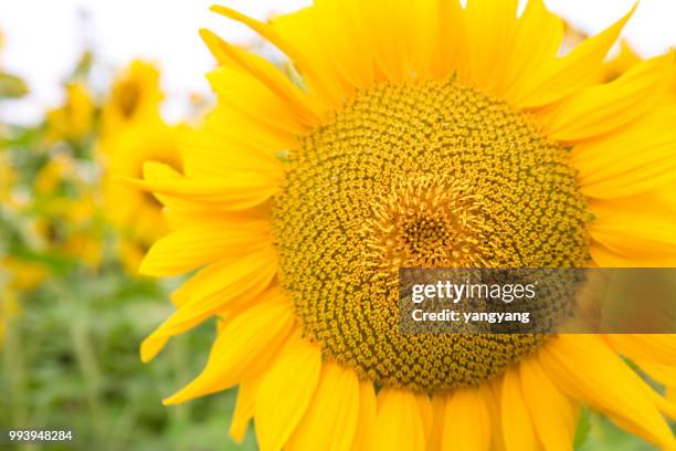 sunflowers - yangyang stock pictures, royalty-free photos & images