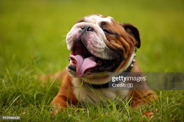 zhengzhou,china - east asia - chinese bulldog stock pictures, royalty-free photos & images