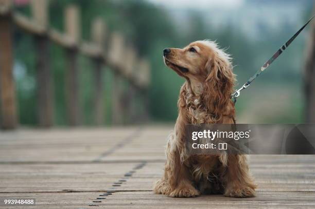 zhengzhou,china - east asia - spaniel stock pictures, royalty-free photos & images