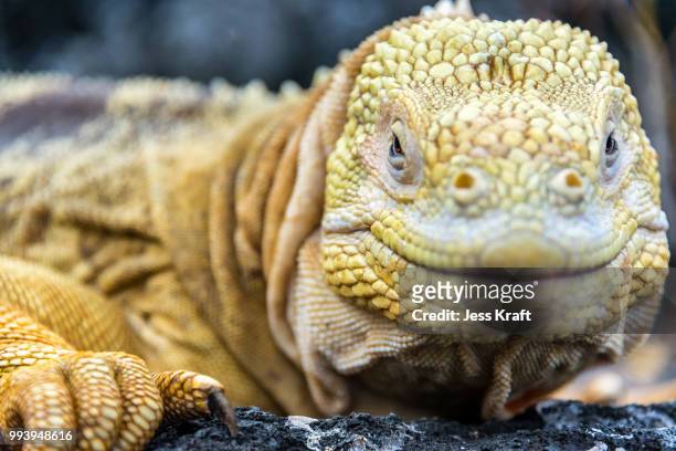 galapagos land iguana face - galapagos land iguana stock pictures, royalty-free photos & images
