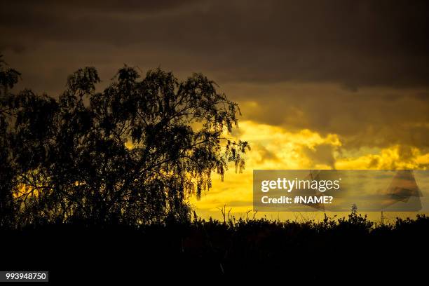 anochecer en oro (dusk gold) - oro imagens e fotografias de stock