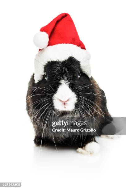 cute bunny with santa hat - rabbit guinea pig stock pictures, royalty-free photos & images