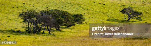 green lowland - eichenwäldchen stock-fotos und bilder