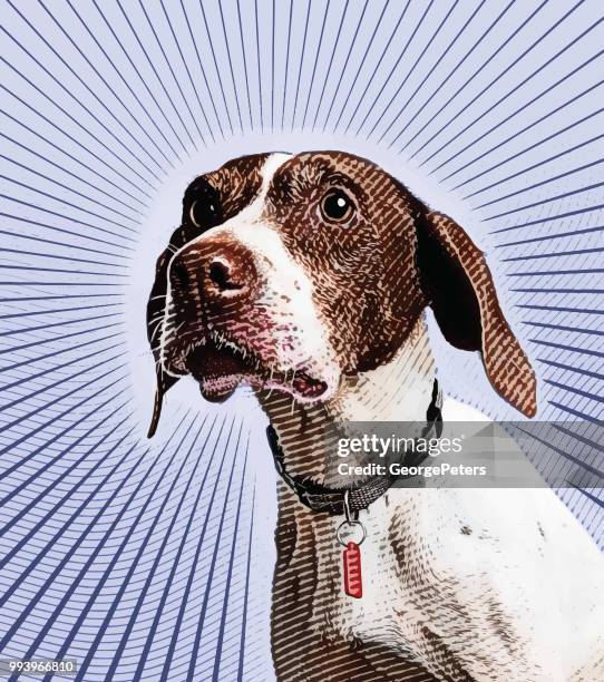 pointer dog hoping to be adopted - pointer dog stock illustrations